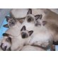 Thai - Katze