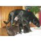 Thai-Ridgeback,Border Collie, Labrador Welpen - Hündin