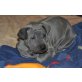 Thai Ridgeback - Rüde