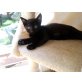 Thai-Russisch Blau - Kater