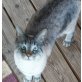 Thai-Siam - Kater