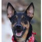 Thais, Pinscher Mix - Hündin