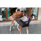 Thais, Podenco Canario - Hündin