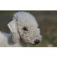 The Buswalker, Bedlington-Terrier Welpen - Rüde