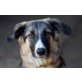 Thea, Schäferhund-/Collie-Mischling - Hündin