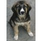 Thea, Schäferhundmischling Welpen - Hündin