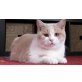 Theo-Balthasar von Peo-Cats, Britisch Kurzhaarkatze - Kater