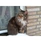 Theo, Maine Coon - Kater