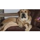 Theo, Schäferhund/Laprador/Sennenhund/Dogge - Rüde