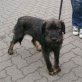 Theo Schnauzer - Mix ca. 6 Monate alt, Schnauzer-Mix Welpen - Rüde