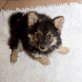 Theo,Timber, Tabea, Tiffany, Tiny, Toya, Spitzmixwelpen Welpen - Hündin