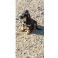 Theo geb. 11/2019 sucht sein Körbchen Welpen - Rüde