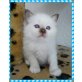 Theragon, Heilige Birma - Kater