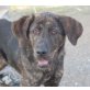 Thomas, Labrador Boxer Mix - Rüde