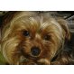 Thomas, Yorkshire Terrier - Rüde