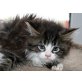 Thomas and friends, Maine Coon - Kater