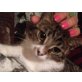 Thomas, kleiner Wonneproppen sucht Familie - Kater