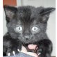 Thompson, schwarzer - Kater