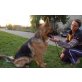 Thor, Deutscher Schäferhund Brauner langhaariger Schlag - Rüde