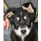 Thor, Husky Mix Welpen - Rüde