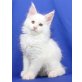 Thor, Maine Coon - Kater
