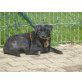 Thor, freundlicher kleiner Mischling - Rüde