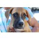 Thor, lieber Boxer-Mixwelpe - Rüde