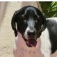 Thor, lieber Pointer Mix - Rüde