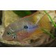 Thorichthys ellioti - männlich
