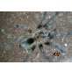 Thrixopelma cyaneum nomen nudum