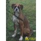 Thyson, Boxer - Rüde