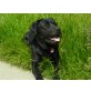 Thysson, Labrador Retriever - Rüde
