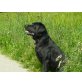 Thysson, Labrador Retriever - Rüde