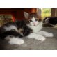 Tiamor av-Skilvinger, Norwegische Waldkatze - Kater