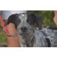 Tiano, lieber Familienhund - Rüde