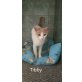 Tibby - lieb,freundl,schmusig,fröhl, hunde/katzenverträgl - Rein-Raus-Hauskatze - Katze