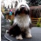 Tibet-Terrier - Hündin