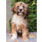 Tibet Terrier Hündin KHOMO Lamleh (VDH), Tibet-Terrier Welpen - Hündin