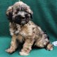 Tibet Terrier Hündin LUCKY aus VDH-Hobbyzucht, Tibet-Terrier - Hündin