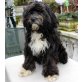 Tibet Terrier Jung-Rüde NORBU, aus VDH-Zucht, Tibet-Terrier - Rüde