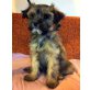 Tibet Terrier Lhasa Apso Welpen - Hündin