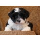 Tibet Terrier - Pudel MIx Welpen - Hündin