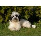 Tibet Terrier - Pudel Mix   - Rüde