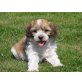 Tibet Terrier - Pudel Mix Tibetdoodle - Rüde