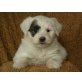 Tibet Terrier - Pudel Mix Welpen - Hündin