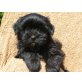 Tibet Terrier - Pudel Mix Welpen - Hündin