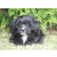 Tibet Terrier- Pudel Mix  Welpen - Hündin