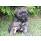 Tibet Terrier- Pudel Mix  Welpen - Hündin