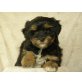 Tibet Terrier - Pudel Mix Welpen - Rüde
