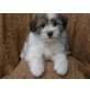Tibet Terrier - Pudel Mix Welpen - Rüde